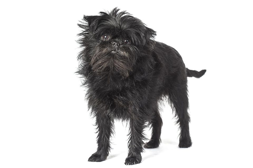 affenpinscher pictures