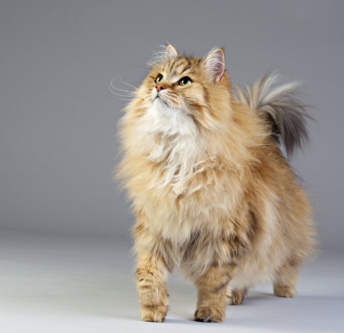 buy siberian cat