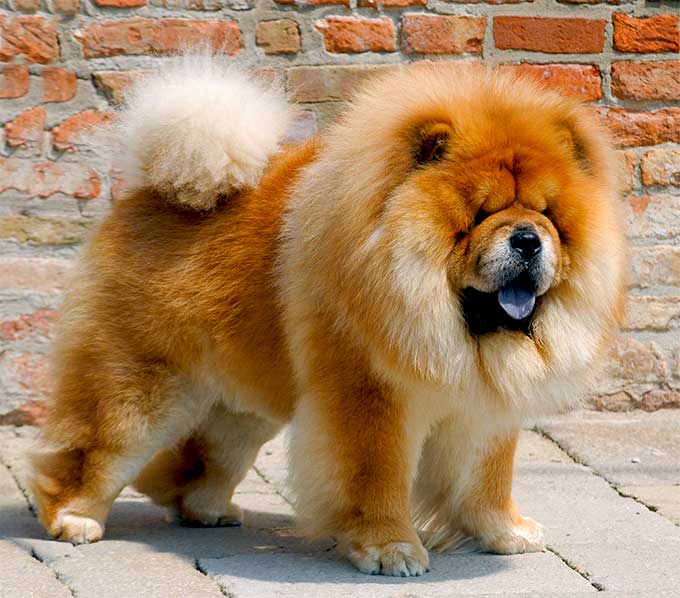 Breed-related disease: Chow Chow – Bioguard