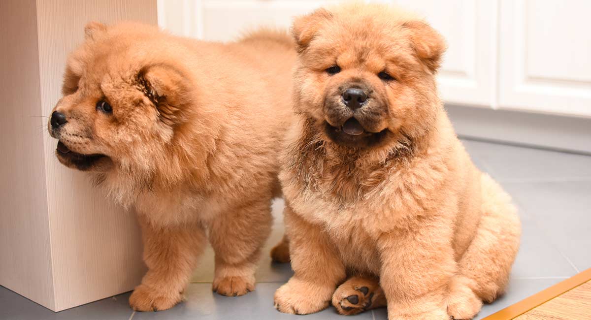 about chow chow dog