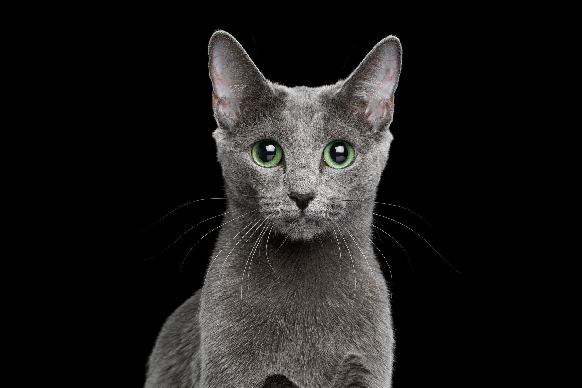 Breed Related Disease Russian Blue Cat Bioguard