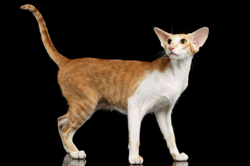 oriental shorthair cats near me