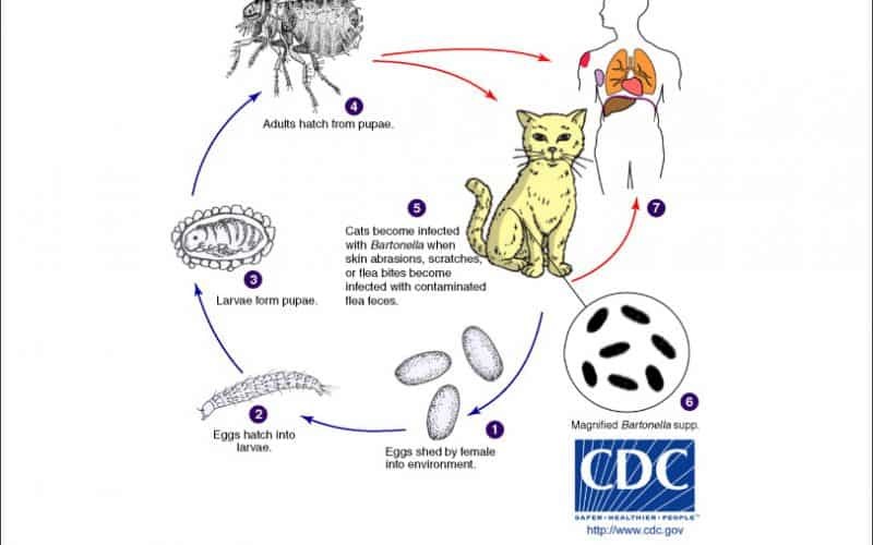 Bartonella Henselae An Infectious Pathogen Among Cats Bioguardlabs